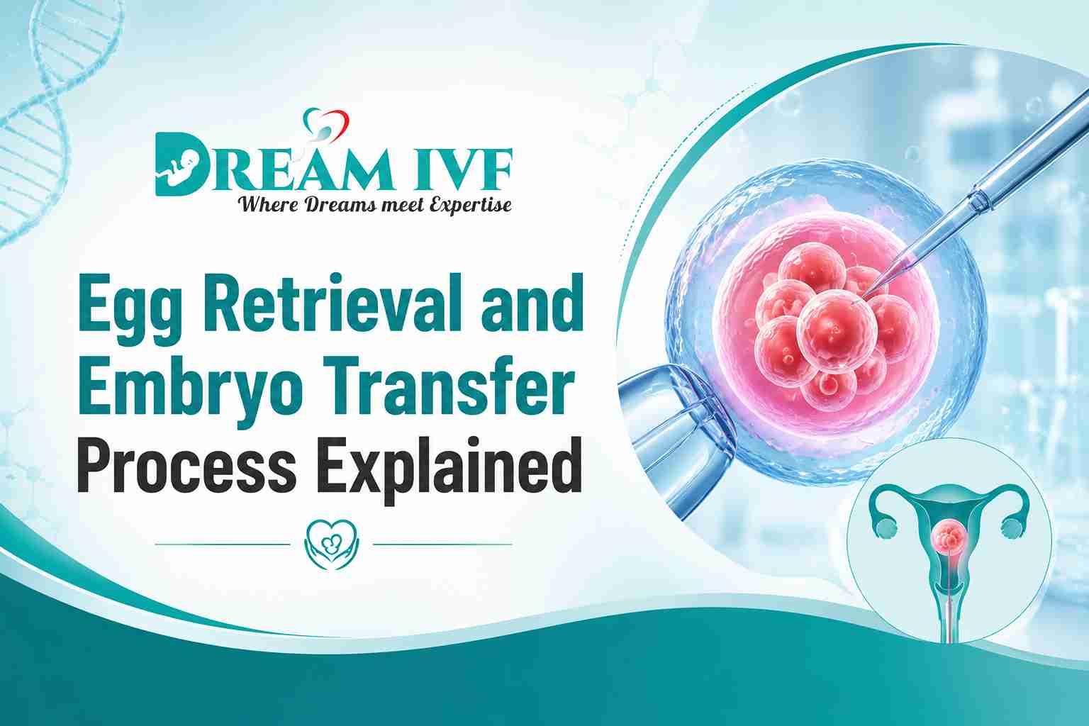 Egg Retrieval and Embryo Transfer Process Explained